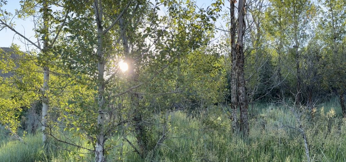 Aspen and cottonwood grove on the trail to Birch Creek, Smithfield, Utah