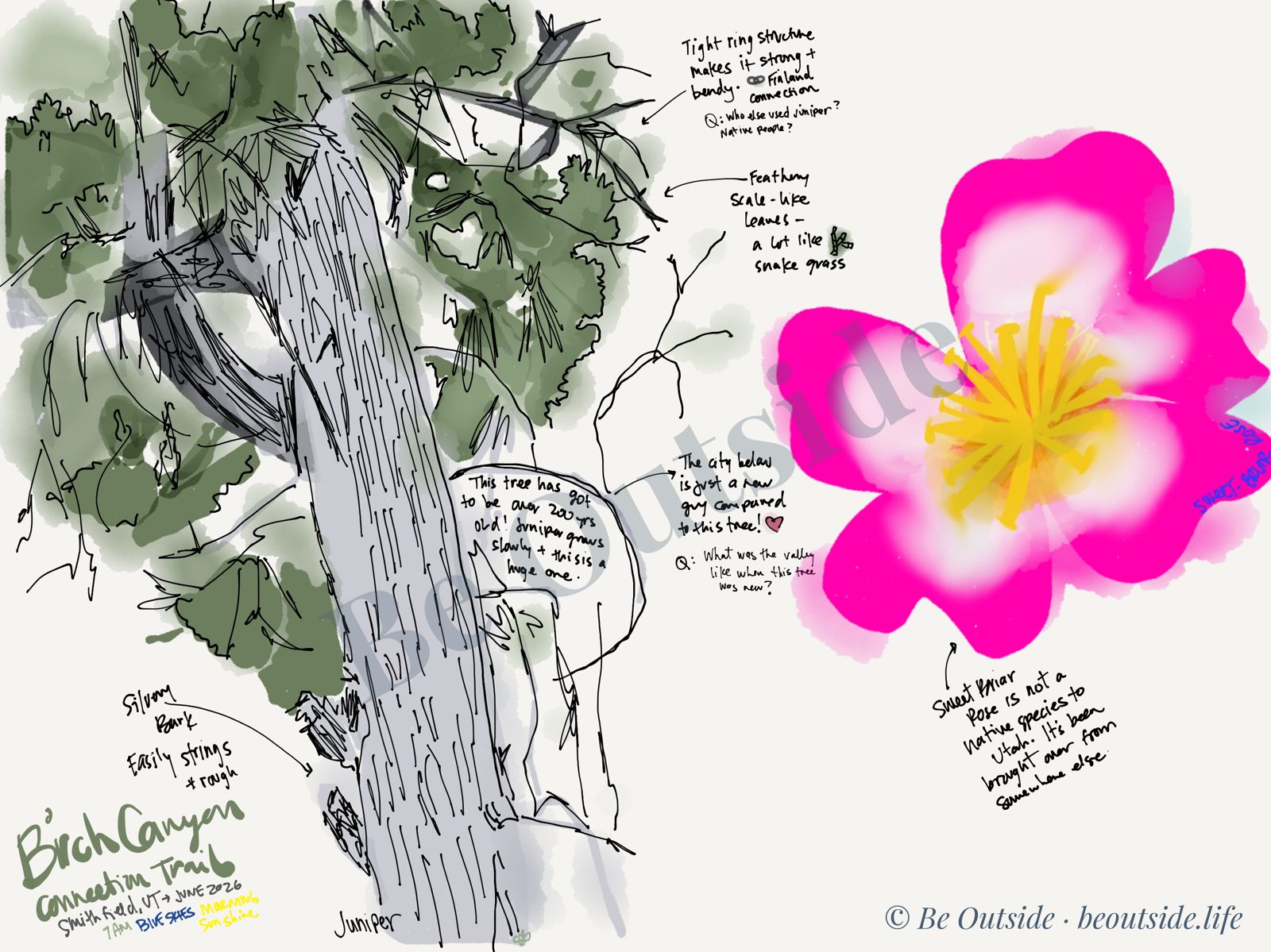Stu's nature journal entry: a sketch of a 200-year-old juniper with labeled bark and leaves, and a pink sweet-briar rose, with handwritten notes and questions